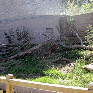 Expedition Madagascar-Fossa Exhibit