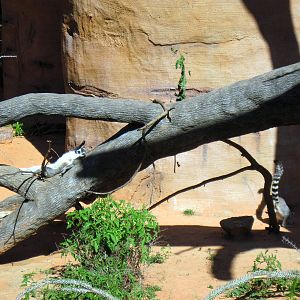 Expedition Madagascar-Ring-tailed Lemurs