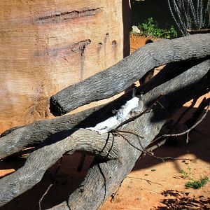 Expedition Madagascar-Ring-tailed Lemur