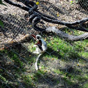 Expedition Madagascar-Sifaka