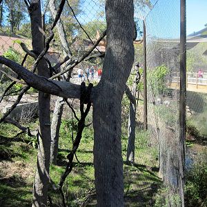 Expedition Madagascar-Sifaka Exhibit