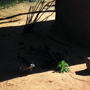 Expedition Madagascar-Ring-tailed Lemur
