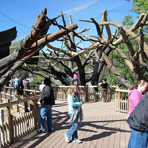Expedition Madagascar-Black and White and Red Ruffed Lemur Exhibit