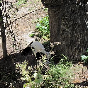 Expedition Madagascar-Black and White Ruffed Lemur