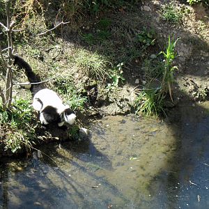 Expedition Madagascar-Black and White Ruffed Lemur