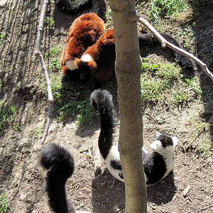 Expedition Madagascar-Black and White and Red Ruffed Lemurs