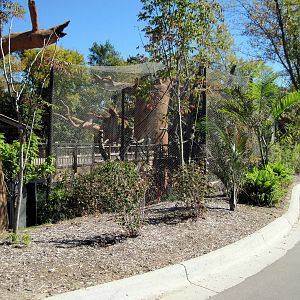 Expedition Madagascar-Sifaka Exhibit