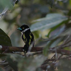 yellow and black broadbill (Eurylaimus ochromalus)