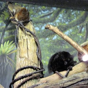 Expedition Madagascar-Black Lemurs