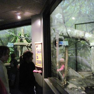 Expedition Madagascar-Black Lemur/Big Headed Turtle Exhibit