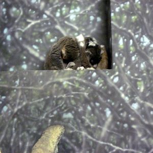 Expedition Madagascar-Mongoose Lemurs