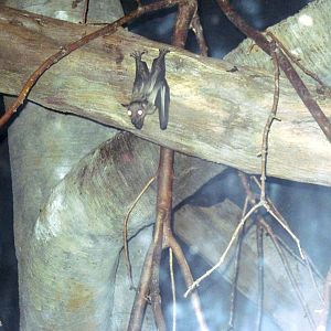 Expedition Madagascar-Bat