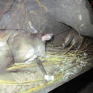 Expedition Madagascar-Giant Rats
