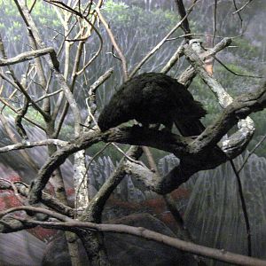 Expedition Madagascar-Lesser Vasa Parrot