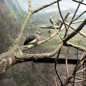 Expedition Madagascar-Northern Crested Coua