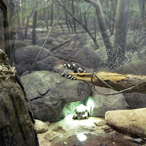 Expedition Madagascar-Ring-tailed Lemurs