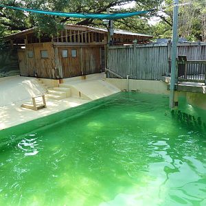 California Sea Lion Exhibit