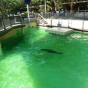 California Sea Lion Exhibit