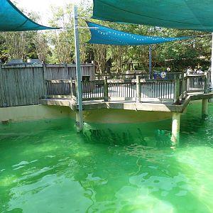 California Sea Lion Exhibit