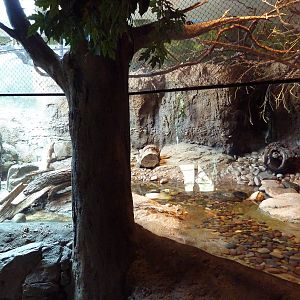 Natural Encounters - Small-Clawed Otter/Prevost's Squirrel/Bengal Slow Lori