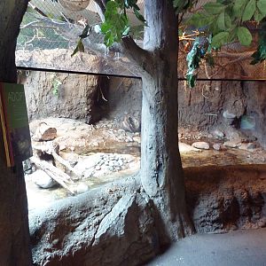 Natural Encounters - Small-Clawed Otter/Prevost's Squirrel/Bengal Slow Lori