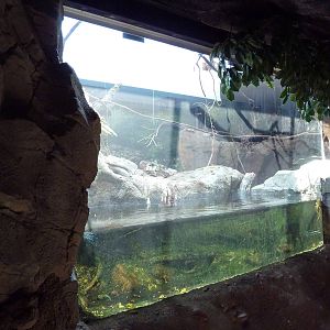 Natural Encounters - Small-Clawed Otter/Prevost's Squirrel/Bengal Slow Lori