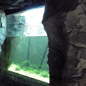 Natural Encounters - Piranha Exhibit