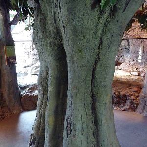 Natural Encounters - Small-Clawed Otter/Prevost's Squirrel/Bengal Slow Lori