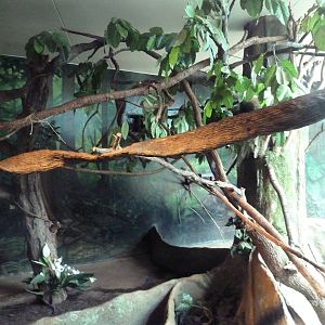 Natural Encounters - Mixed-Species Exhibit (9 Species)