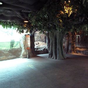 Natural Encounters - Small-Clawed Otter/Prevost's Squirrel/Blue-Bellied Rol