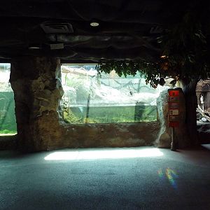 Natural Encounters - Small-Clawed Otter/Prevost's Squirrel/Blue-Bellied Rol