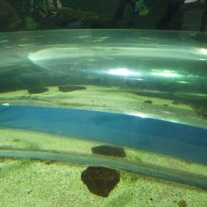 Natural Encounters - Crawl-Through Piranha Exhibit Tunnel
