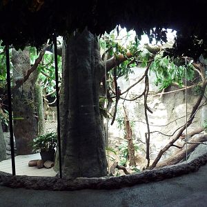 Natural Encounters - Mixed-Species Exhibit (9 Species)