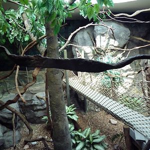 Natural Encounters - Mixed-Species Exhibit (9 Species)
