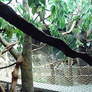 Natural Encounters - Mixed-Species Exhibit (9 Species)