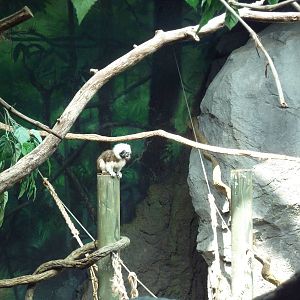 Natural Encounters - Mixed-Species Exhibit (9 Species)