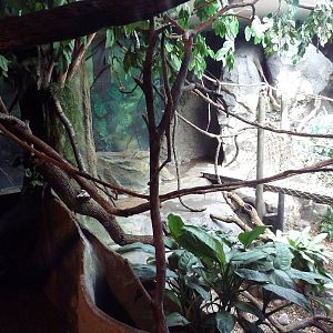 Natural Encounters - Mixed-Species Exhibit (9 Species)