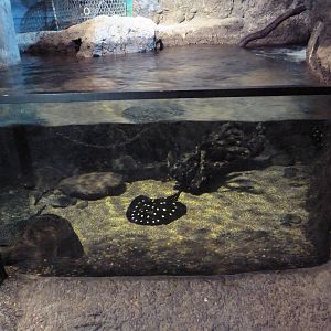 Natural Encounters - Freshwater Stingray Exhibit