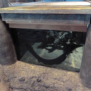 Natural Encounters - Electric Eel Exhibit