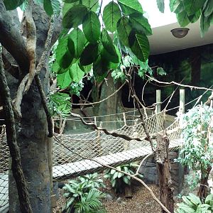 Natural Encounters - Mixed-Species Exhibit (9 Species)