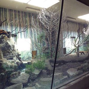 Red Panda Exhibit