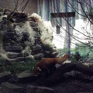 Red Pandas