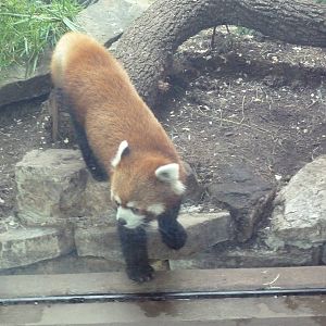 Red Panda