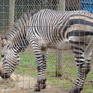 Zebra stallion  6 October 2010