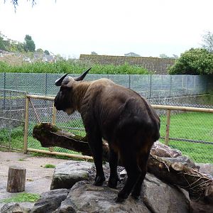 Takin  6 October 2010