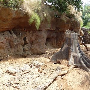 Natural Encounters - Meerkat Exhibit