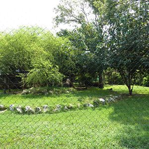 Cheetah/Anatolian Shepherd Exhibit