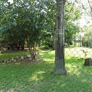 Cheetah/Anatolian Shepherd Exhibit