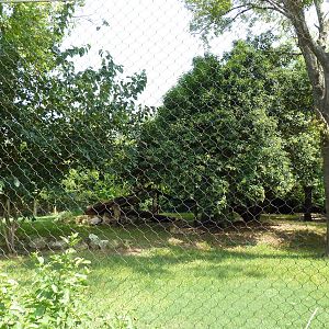 Cheetah/Anatolian Shepherd Exhibit