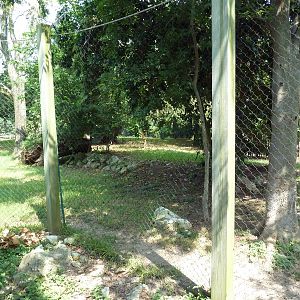Cheetah/Anatolian Shepherd Exhibit